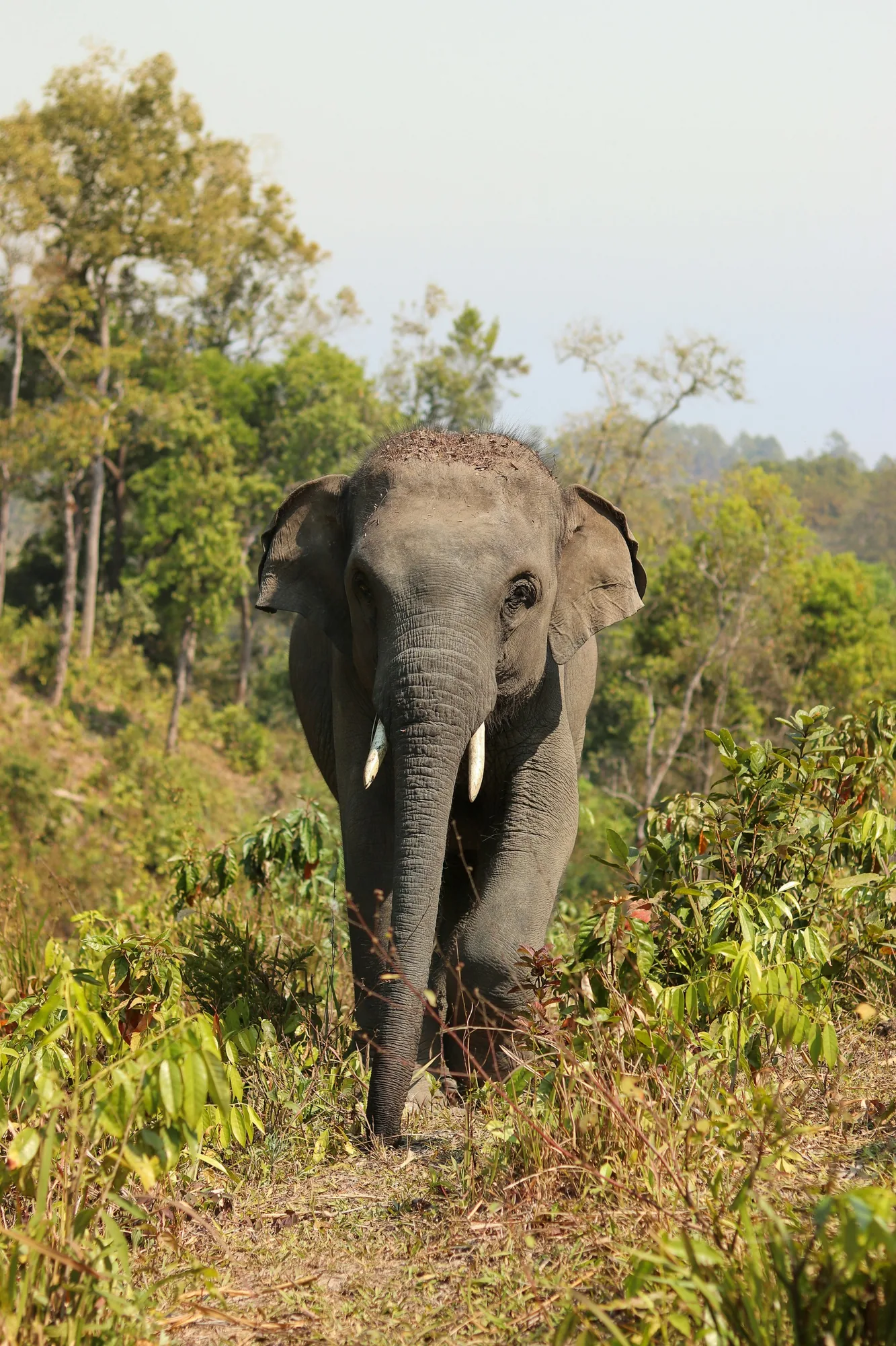 Elephant Hilltribe Day